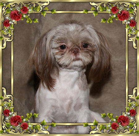 Honey - We have Chinese Imperial Shih Tzu tiny puppies for sale